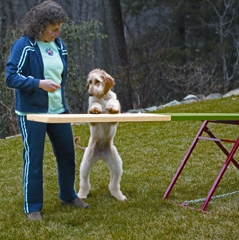 Introducing a dog to seesaw - photograph by Bohm Marrazzo Photography